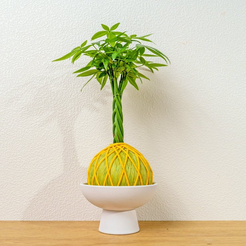 苔球植物 马拉巴栗黄绿苔球加磨砂高脚钵 苔球 苔玉 礼物 送礼 - 植栽/盆栽 - 植物．花 绿色