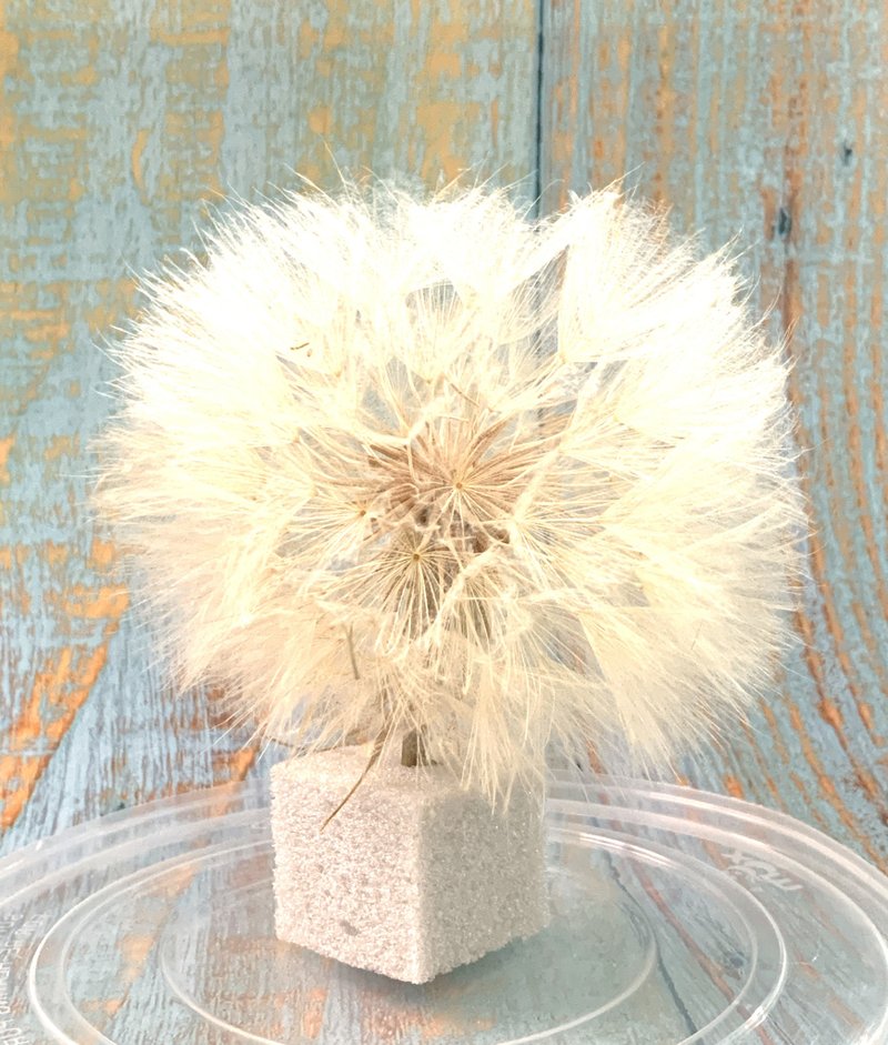 【与蒲公英的约定】不凋花 /大型蒲公英/10CM直径 DIY材料/标本 - 植栽 - 植物．花 白色
