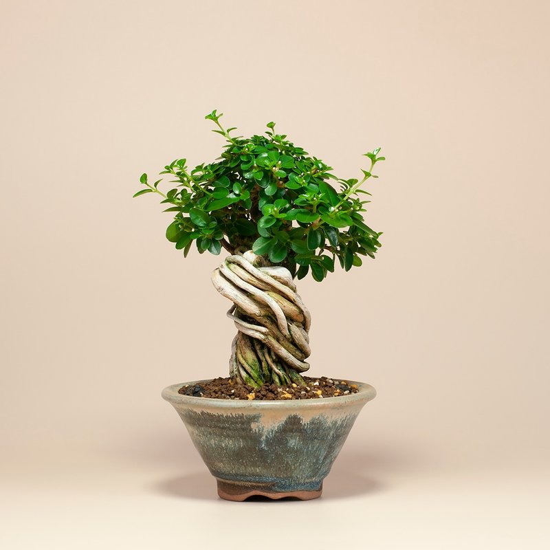 【疗愈植物】办公室植栽 居家布置 观叶植物 交换礼物 - 植栽/盆栽 - 植物．花 