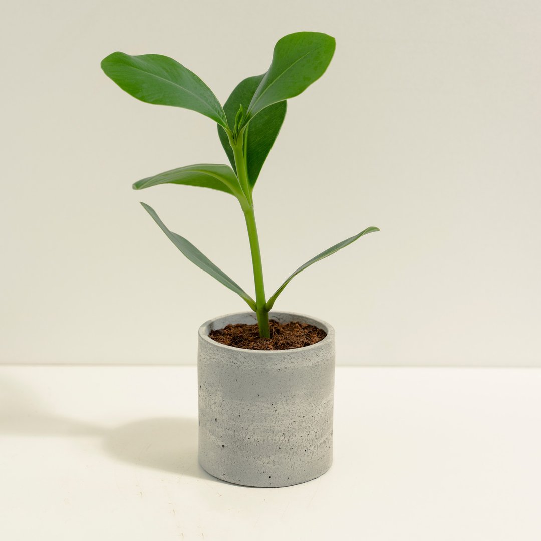 书带木│泥作系列│福所栽 - 植栽/盆栽 - 水泥 绿色