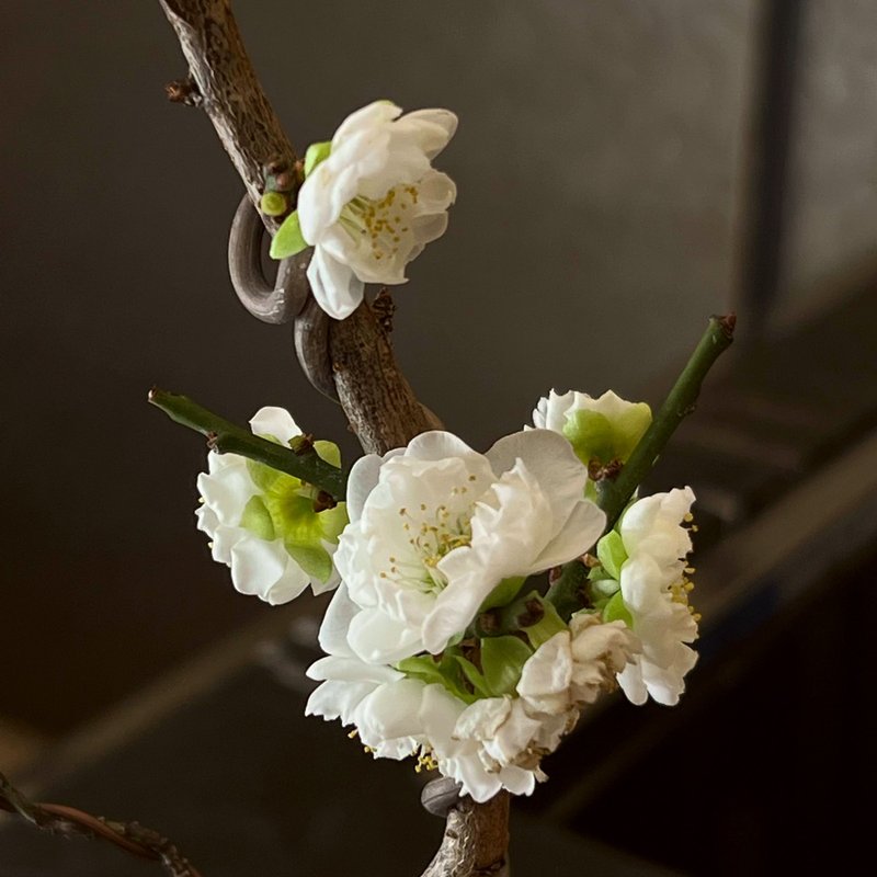 早凝馨梅∣梅花迷你盆栽 香氛植物 开花中 - 植栽/盆栽 - 陶 