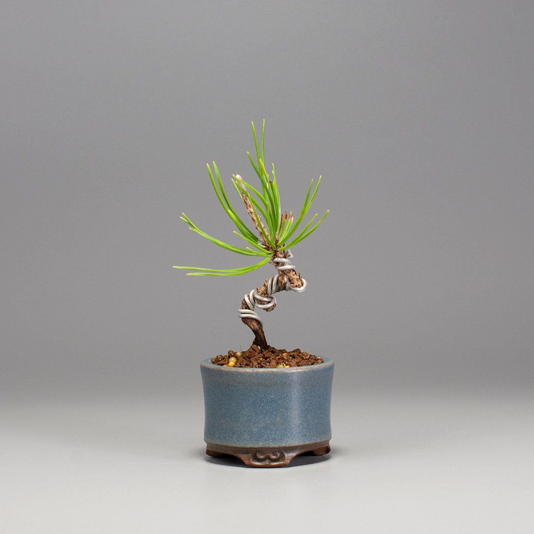 【迷你植物】日本三河黑松 豆盆栽 - 植栽/盆栽 - 植物．花 
