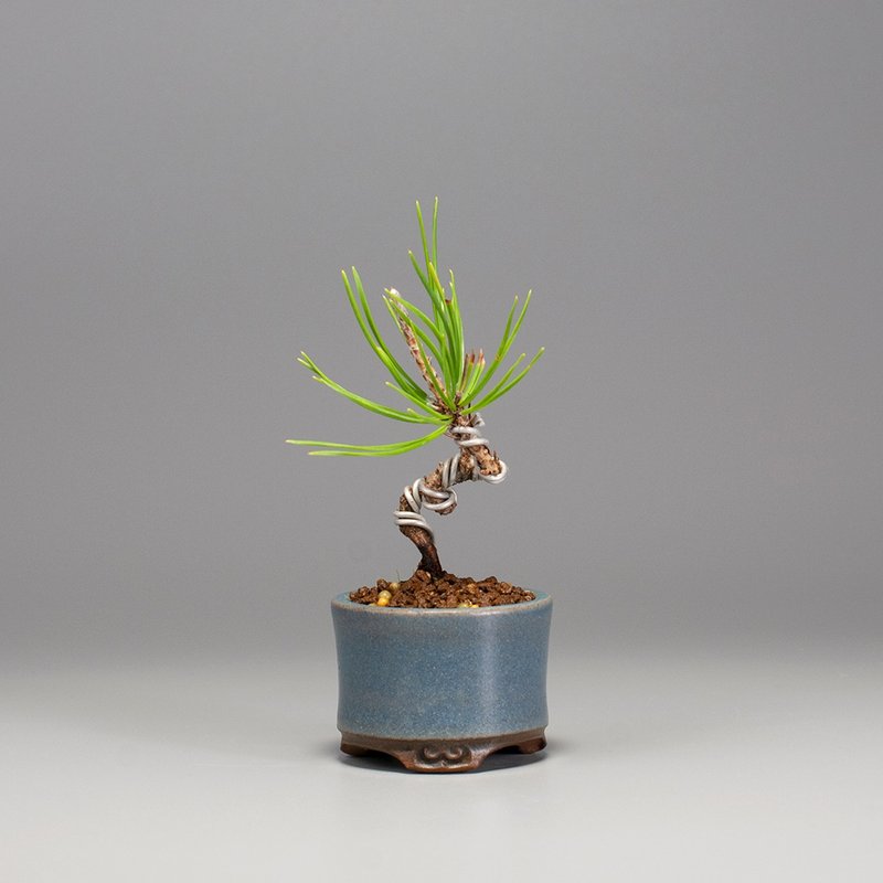 【迷你植物】日本三河黑松 豆盆栽 - 植栽/盆栽 - 植物．花 
