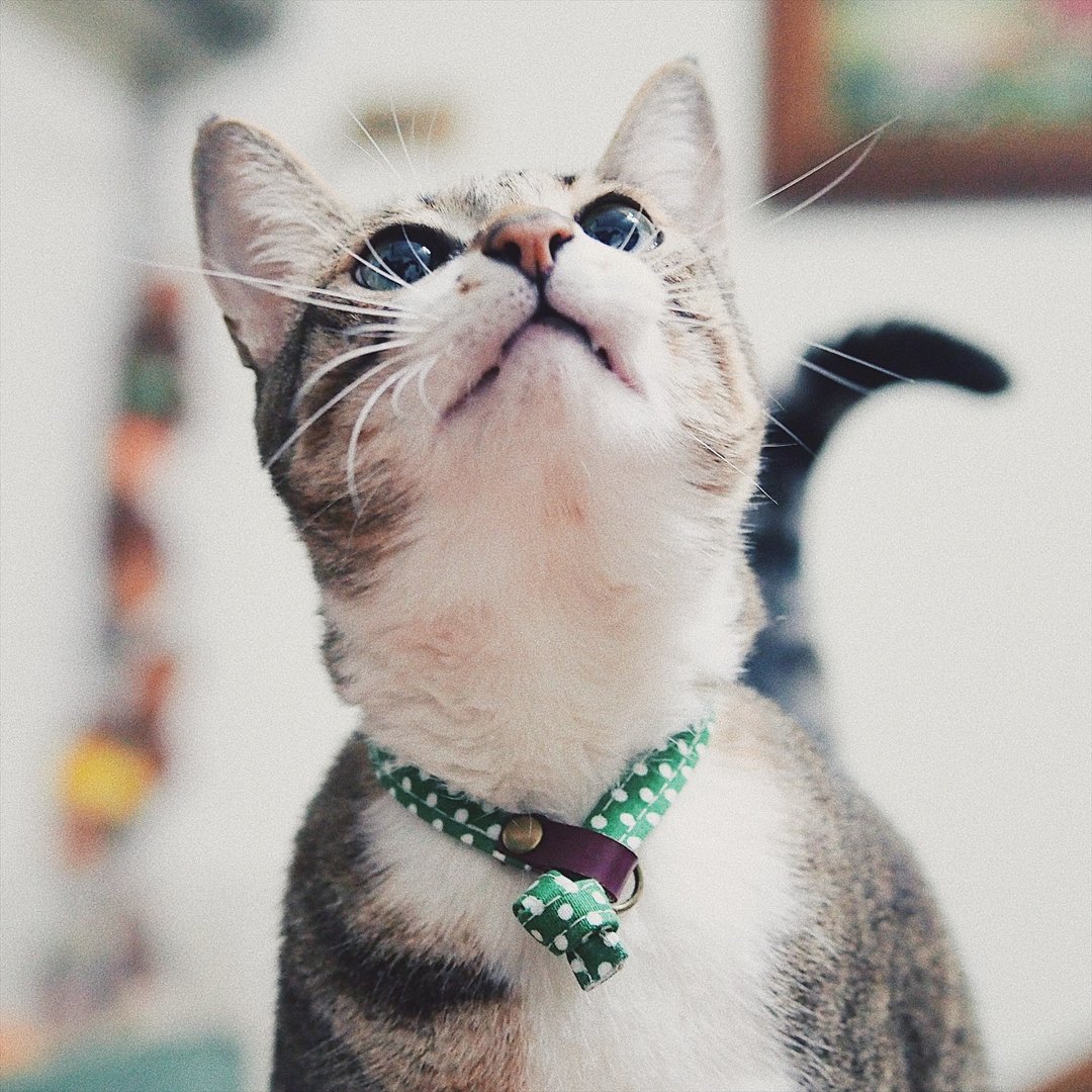 猫 项圈 绿色点点 植楺皮 纯棉 赠铃铛 可爱 可加购吊牌 - 项圈/牵绳 - 棉 
