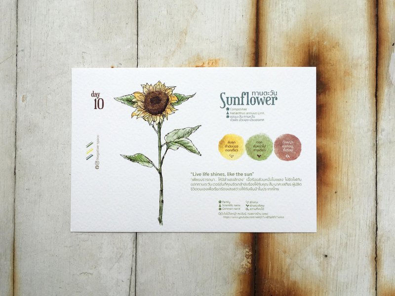 在地花卉明信片 - 第10天 如同阳光 - 卡片/明信片 - 纸 