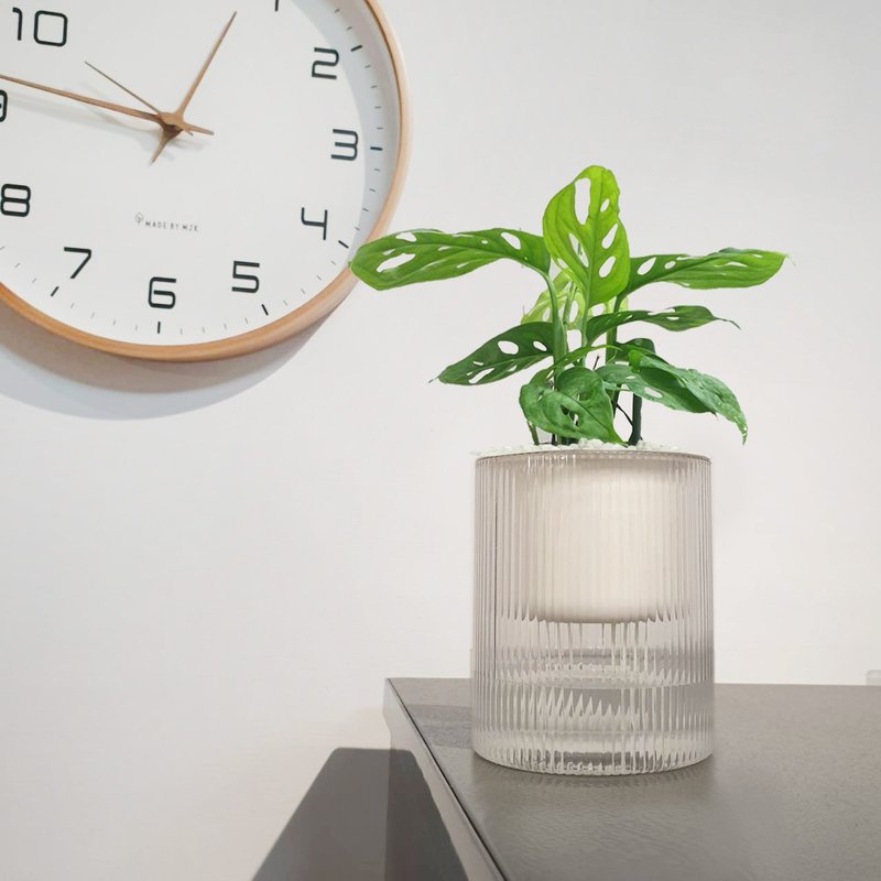 植栽 室内盆栽 无印风 窗孔龟背芋 植物盆栽 - 植栽/盆栽 - 塑料 绿色