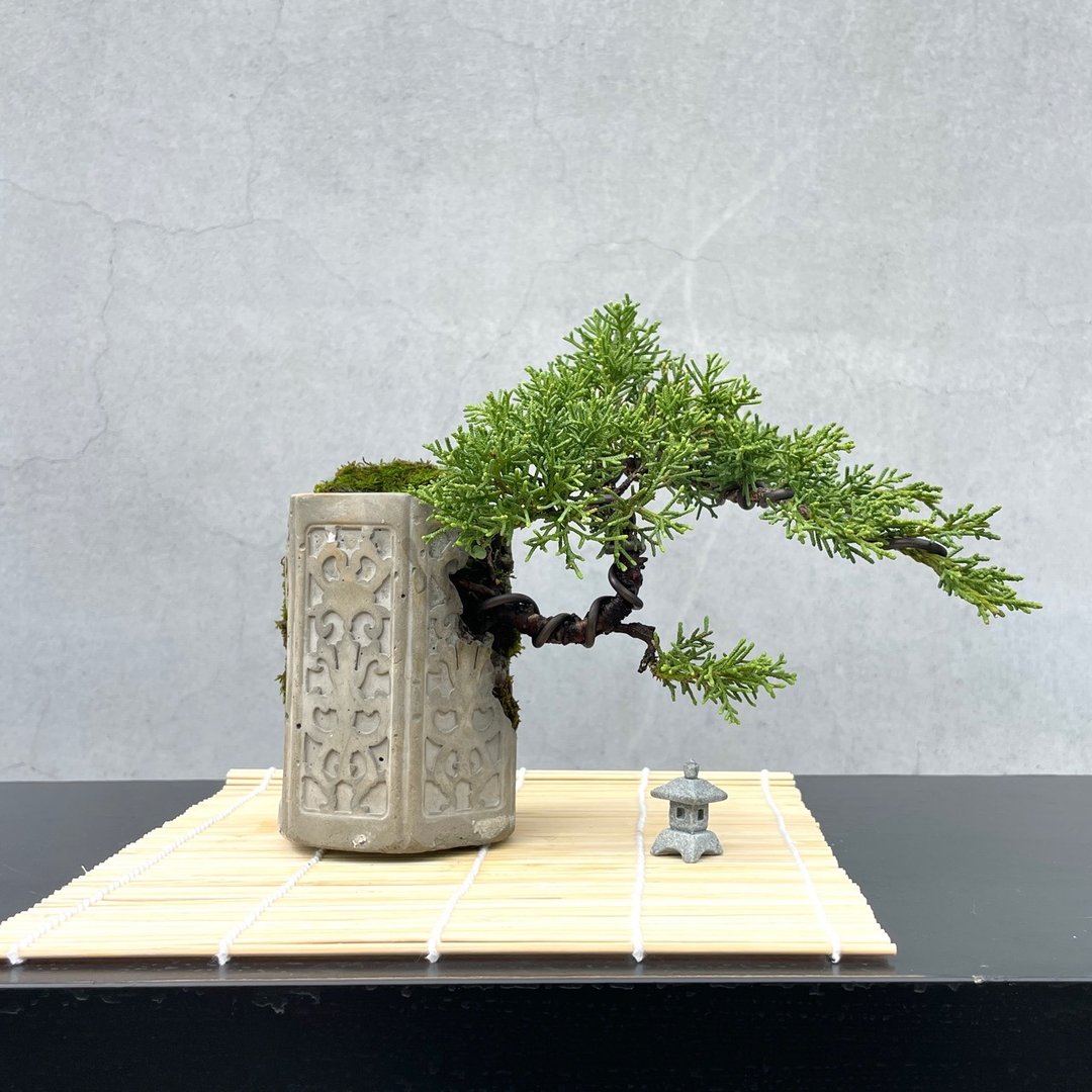 小品盆栽 - 日本纪州真柏 盆景 送礼 - 植栽/盆栽 - 植物．花 