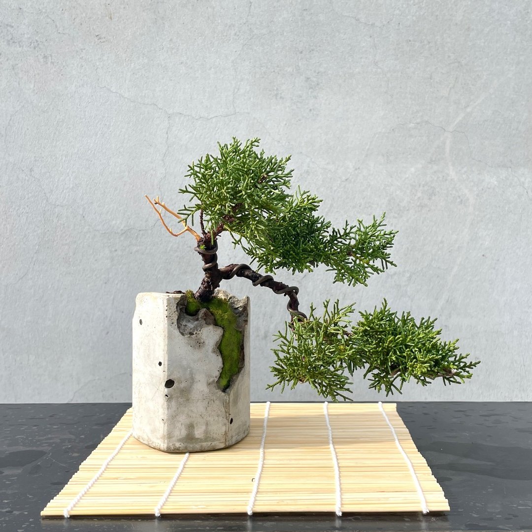 小品盆栽 - 日本纪州真柏 盆景 送礼 - 植栽/盆栽 - 植物．花 