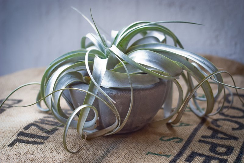 【细雨手作工坊】【纯粹花朵】-治疗系盆栽小品 - 植栽/盆栽 - 水泥 粉红色