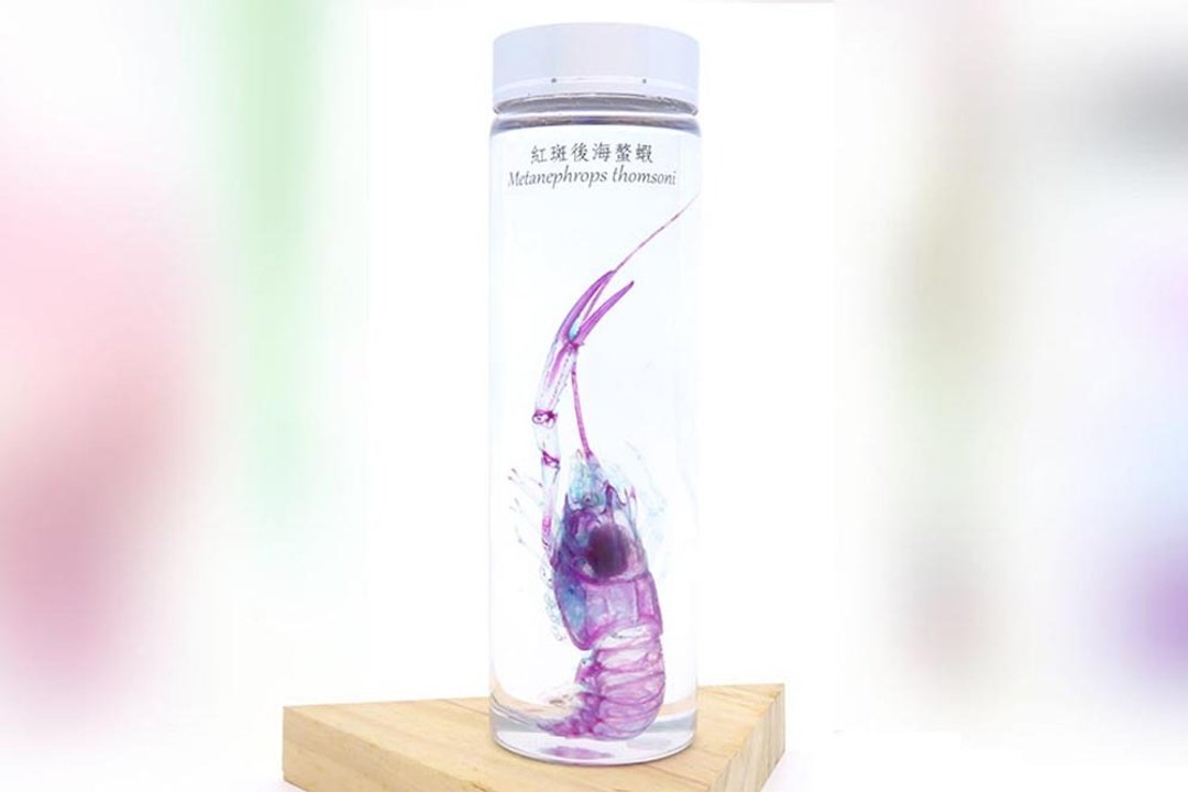 透明生物标本 - 红斑后海螯虾 Metanephrops thomsoni (大) - 摆饰 - 玻璃 