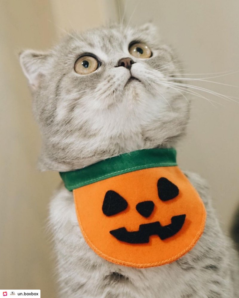 Pet Apron, Pumpkin Series - 项圈/牵绳 - 其他材质 