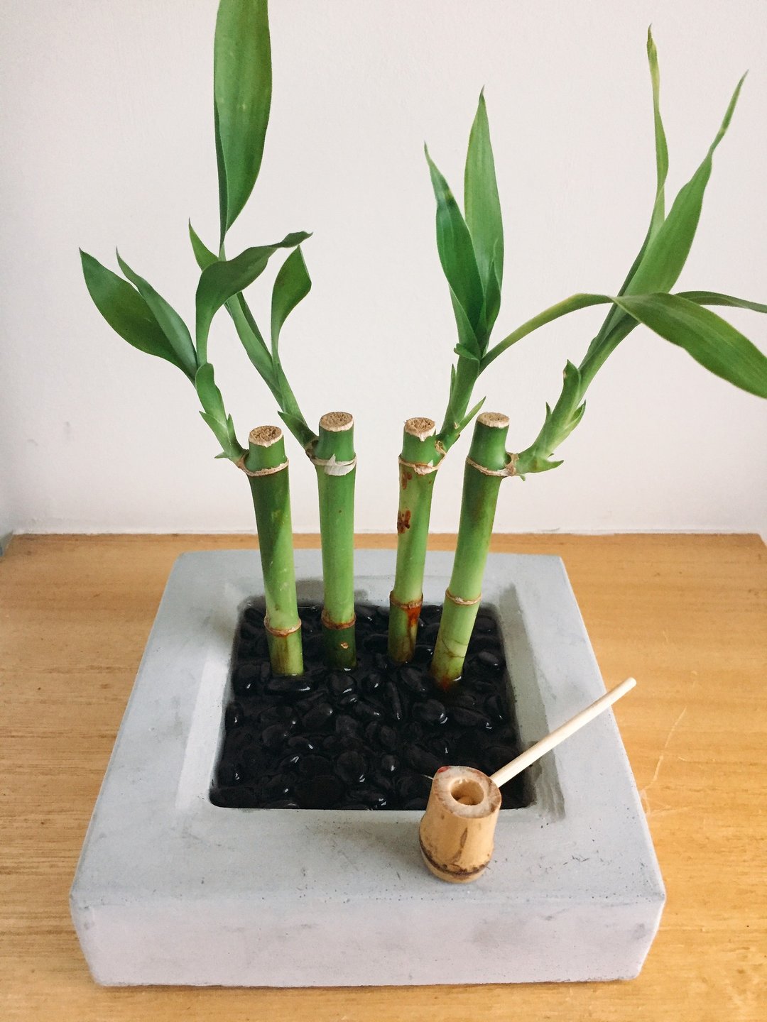 纯自然 日式 竹禅造景水盆 禅 枯山水 竹 盆栽 植物 送礼 疗愈 小物 zen potted - 植栽/盆栽 - 竹 绿色