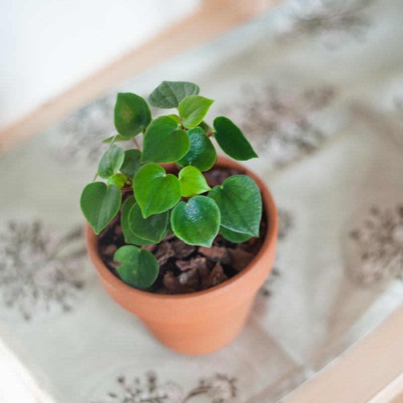 心愿椒草 | 耐阴植栽 | 居家布置 | 办公室盆栽 - 植栽/盆栽 - 植物．花 绿色