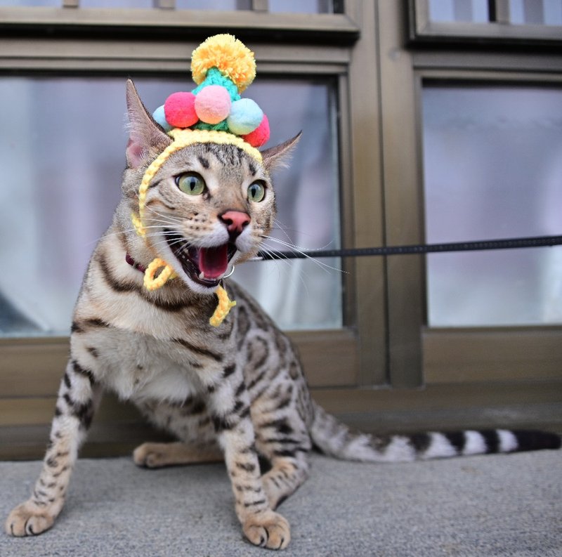 生日帽/湖水绿恰恰/宠物手作毛线帽/犬猫头套/宠物狗狗猫咪帽子 - 衣/帽 - 棉 红色