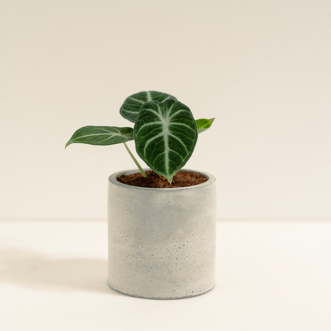 忍者观音莲│泥作系列│福所栽 - 植栽/盆栽 - 水泥 绿色