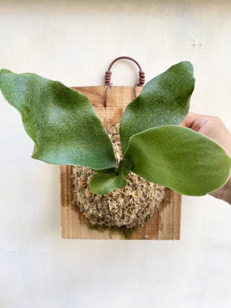 【普鹿鹿角蕨】植物上板 鹿角蕨 生日礼物 观叶植物 室内植物 - 植栽/盆栽 - 植物．花 