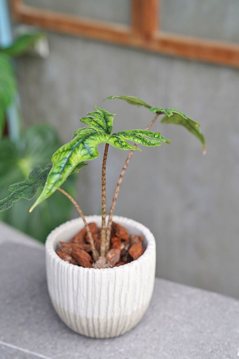 杰克林观音莲 Alocasia Jacklin 4.5寸陶盆 - 植栽/盆栽 - 其他材质 绿色