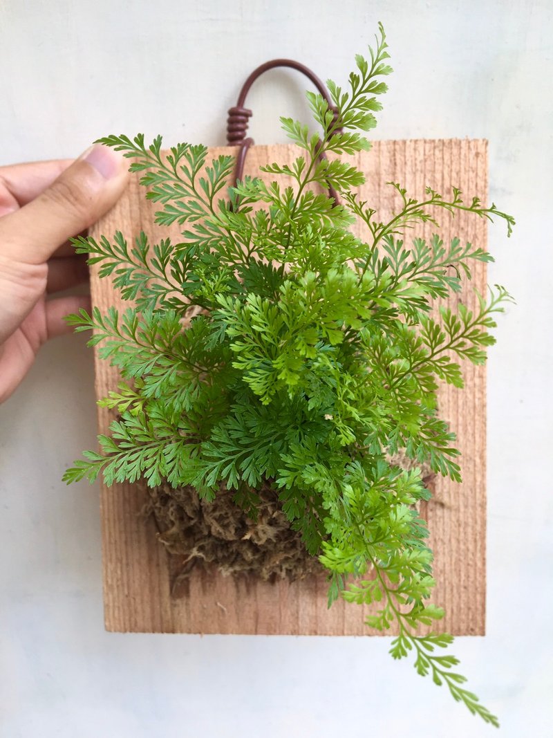 【兔脚蕨】植物上板 办公室植物 生日礼物 观叶植物 室内植物 - 植栽/盆栽 - 植物．花 
