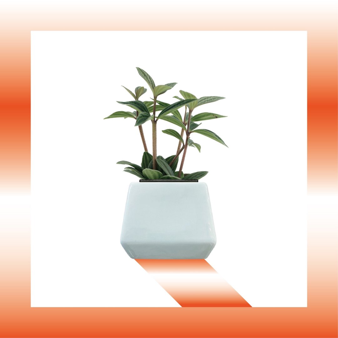 │ 方盆系列 │ 多叶兰 - 弦月椒草 水耕盆栽 陶瓷盆器 - 植栽/盆栽 - 植物．花 