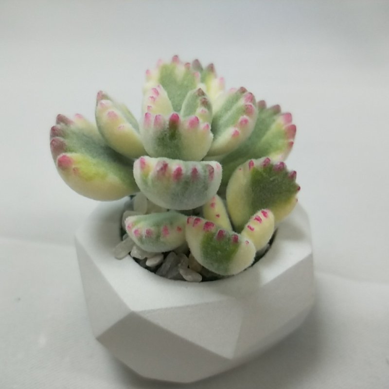 仿生黏土多肉植物 白熊小老欉 - 摆饰 - 粘土 