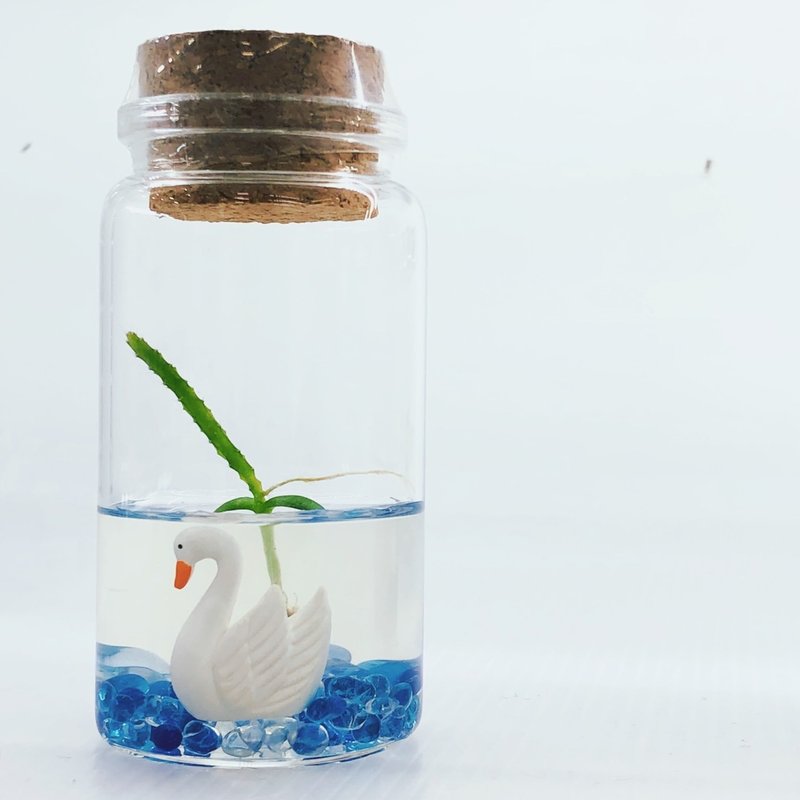 多肉植物【火龙果装饰款】 小室瓶栽 办公室小植栽 防小人人气王 - 植栽/盆栽 - 玻璃 