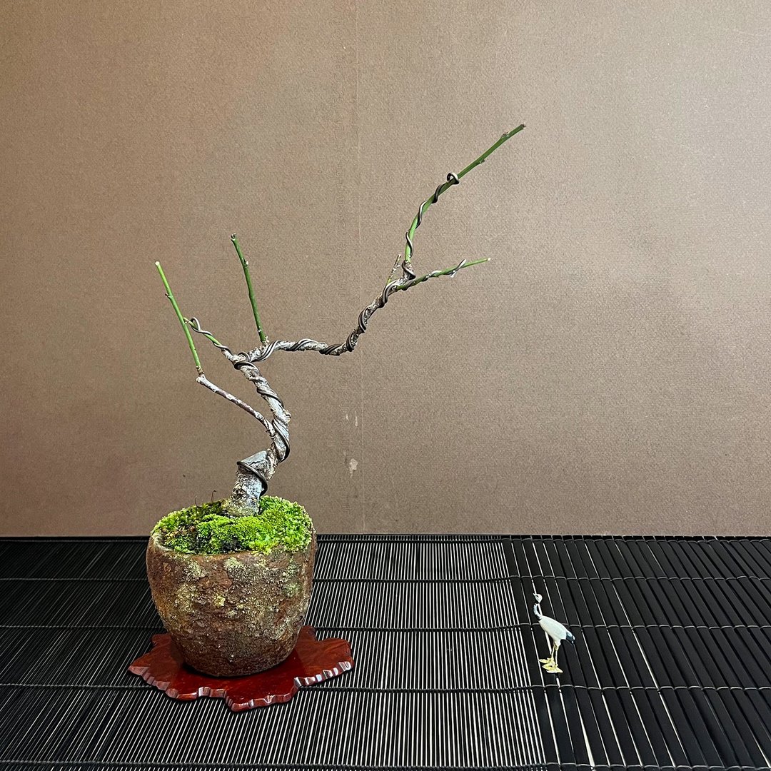 日本红千鸟梅∣梅花小品香氛盆栽 具花芽 - 植栽/盆栽 - 陶 