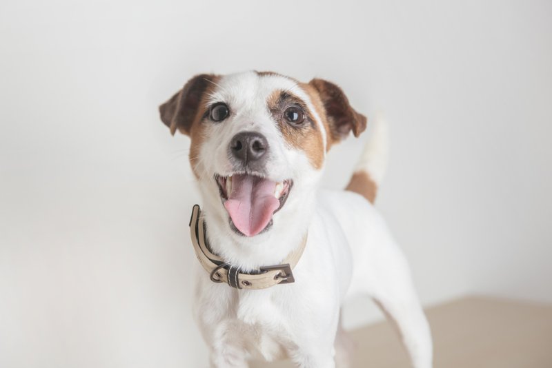 【MYZOO】绒革项圈 Highfive (M) - 项圈/牵绳 - 真皮 咖啡色