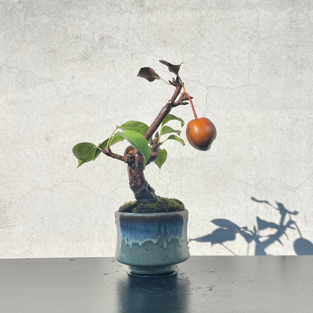 小品盆栽-鸟梨 - 植栽/盆栽 - 植物．花 