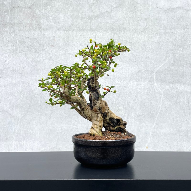 小品盆栽-福建茶 老欉  盆景 送礼 - 植栽/盆栽 - 植物．花 