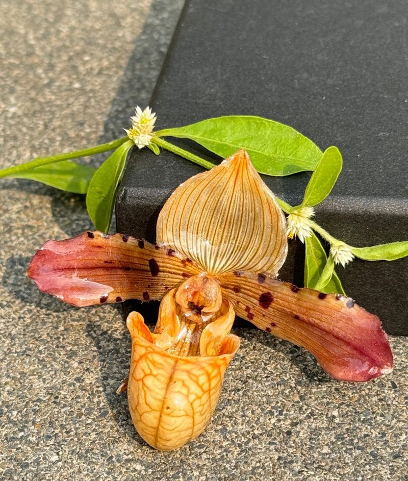 拖鞋兰胸针/真花饰品/兰花饰品 - 胸针 - 植物．花 