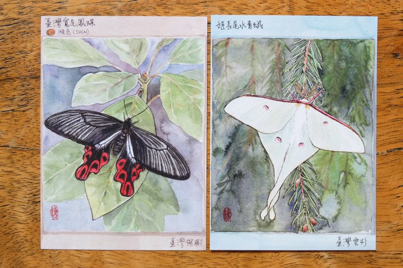 台湾特有种明信片/宽尾凤蝶/姬长尾水青蛾套组 - 卡片/明信片 - 纸 