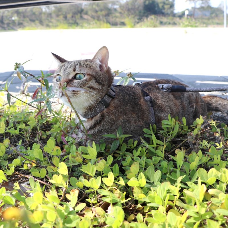 FLASH闪电系列 猫用工字胸背 银灰 - 项圈/牵绳 - 尼龙 灰色