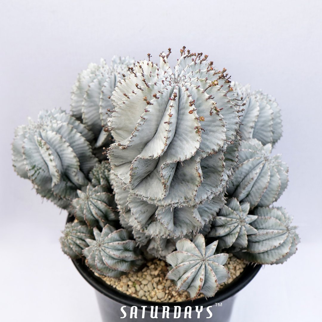 白衣魁伟玉 | 大戟科 | 多肉 仙人掌(一物一拍) | E.horrida bois - 植栽/盆栽 - 植物．花 