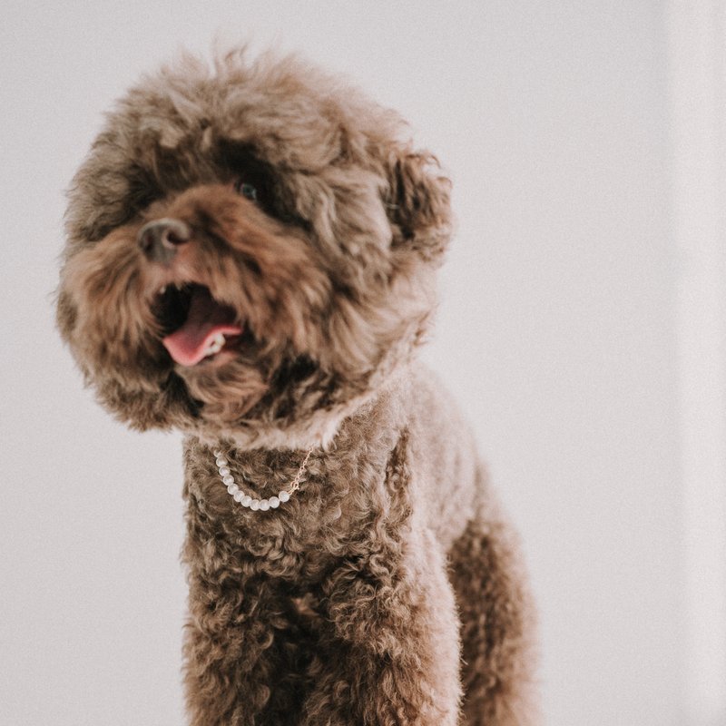 My Baby_6mm宠物珍珠项链 - 项链 - 珍珠 多色