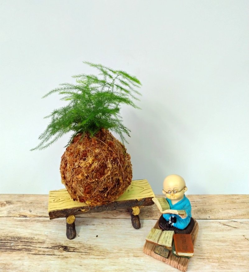 居家幸福苔球 苔玉 智利原色水苔 五行幸运植物 文竹 - 植栽 - 植物．花 