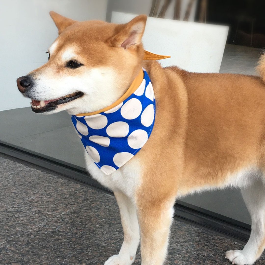 狗狗专属名领巾-定制化(中型犬)- 大汤圆 - 项圈/牵绳 - 棉 蓝色