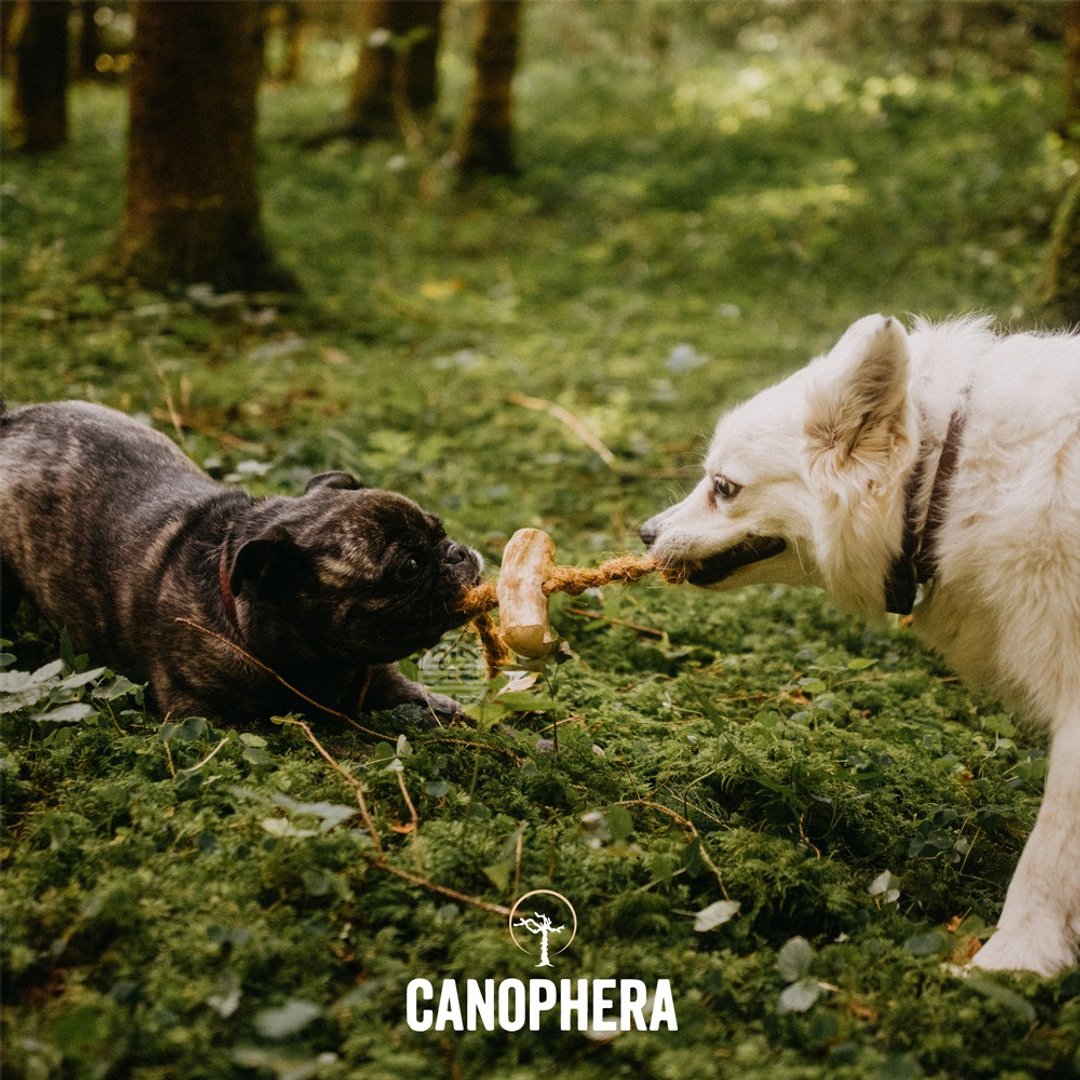 【狗玩具】CANOPHERA 天然咖啡木宠物咬咬棒椰子绳 - 玩具 - 玩具 - 木头 咖啡色