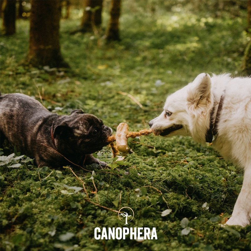 【狗玩具】CANOPHERA 天然咖啡木宠物咬咬棒椰子绳 - 玩具 - 玩具 - 木头 咖啡色