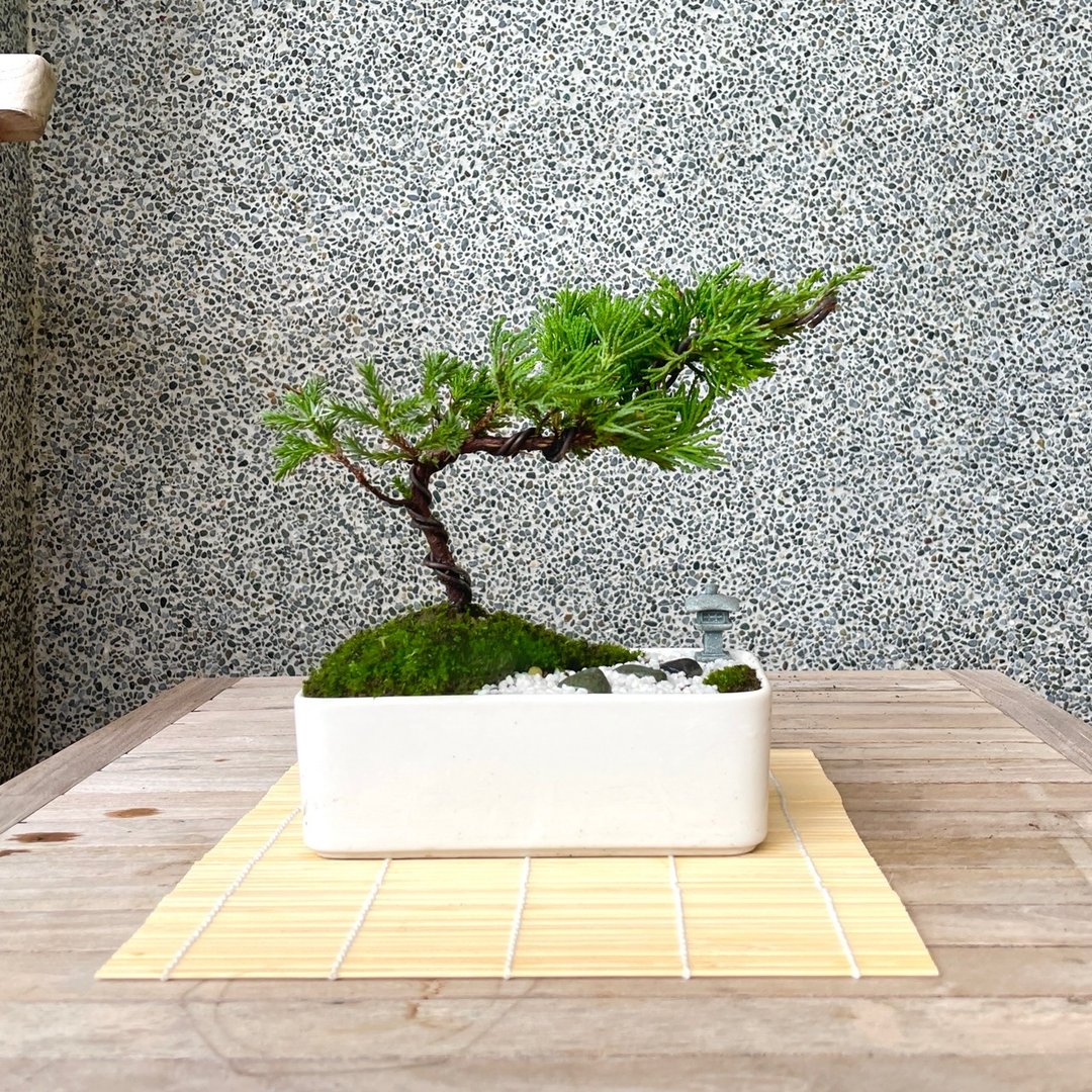 小品盆栽-日式庭院真柏组合 送礼 开幕13 - 植栽/盆栽 - 植物．花 