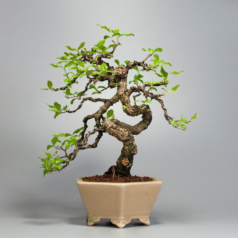 【花果盆景】李氏樱桃 居家植栽 精品盆栽 - 植栽/盆栽 - 植物．花 