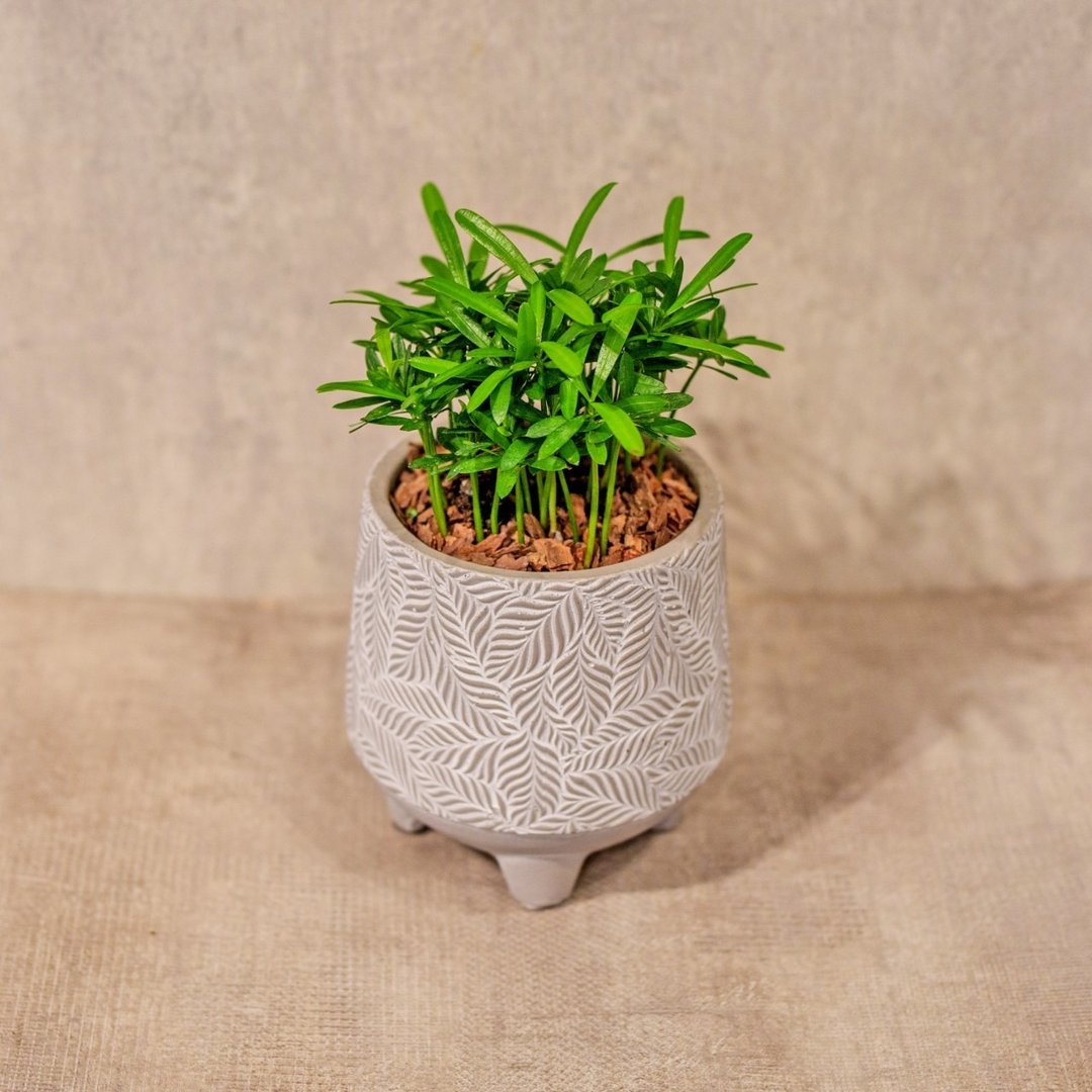 罗汉松 小树叶纹 水泥盆栽 桌上盆栽 开幕送礼 乔迁礼物 - 植栽/盆栽 - 植物．花 