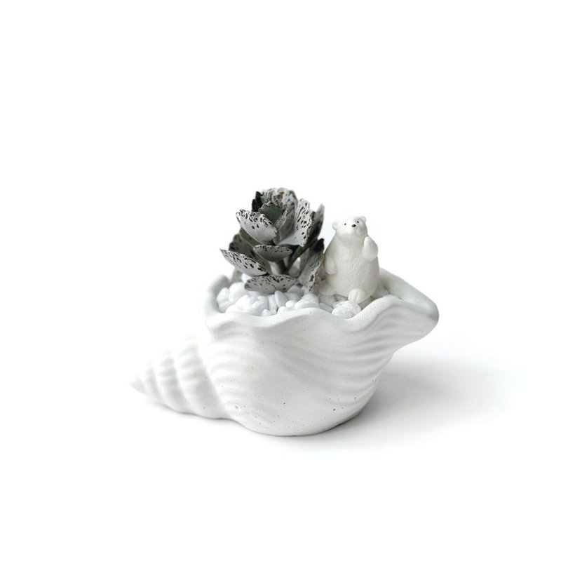 (现货) 纯白系列 | 雀扇北极熊组盆 贝壳造型水泥盆多肉植栽 - 植栽/盆栽 - 植物．花 白色