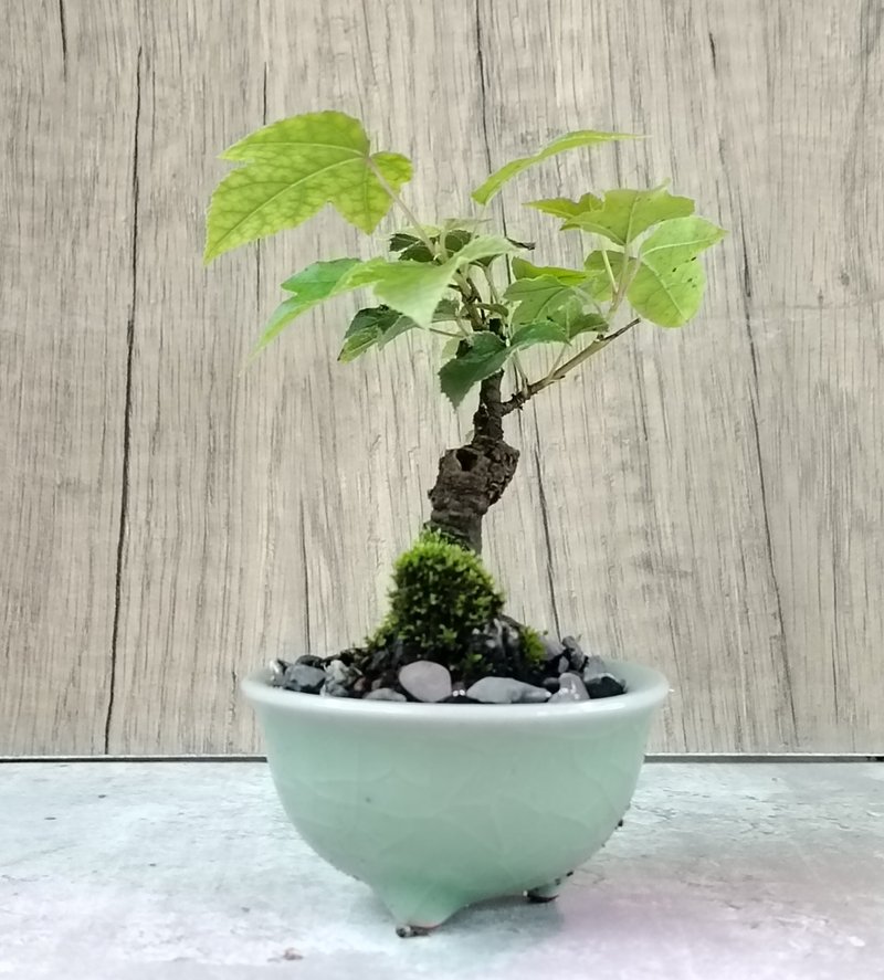 迷你盆栽--枫香 - 植栽/盆栽 - 植物．花 