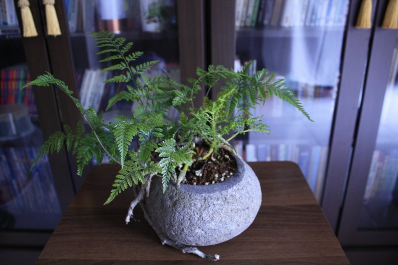 兔脚蕨 l 石头盆栽 中品盆栽 蕨类 室内植栽 玄关摆设 - 植栽/盆栽 - 植物．花 