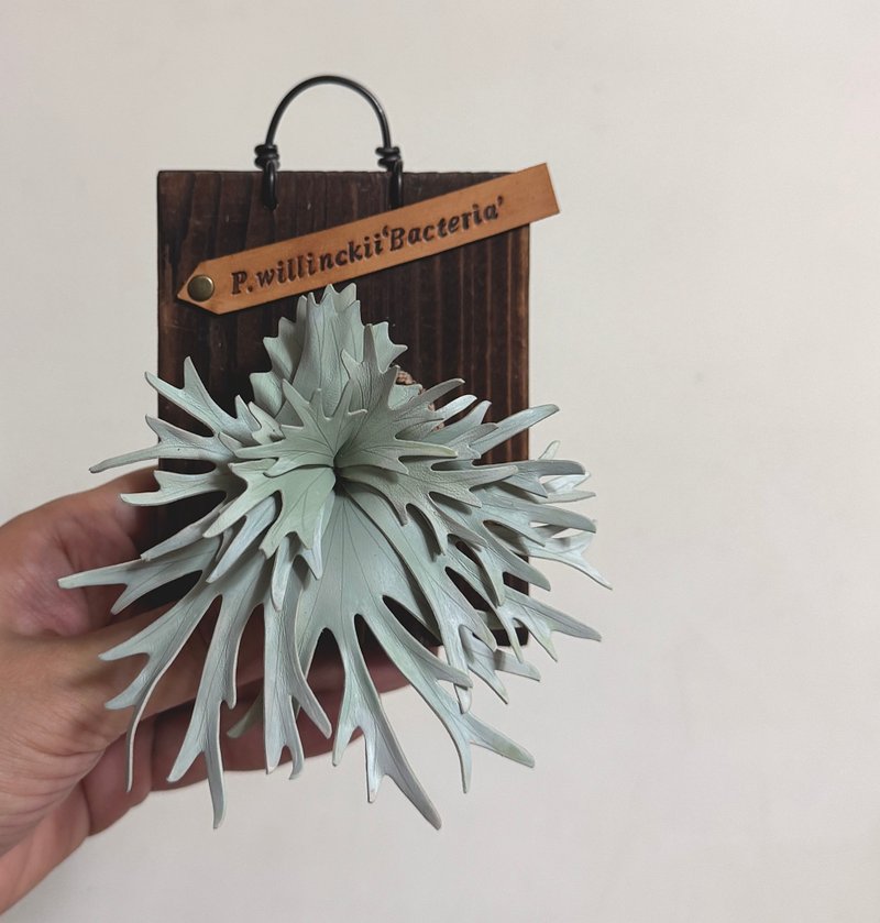 侏儒爪哇皮革鹿角蕨 - 墙贴/壁贴 - 真皮 