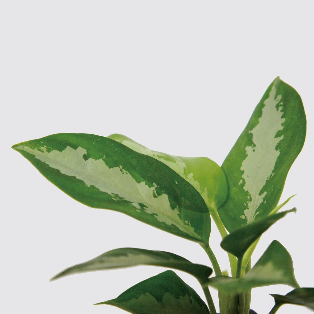 │ 方盆系列 │ 巴黎美人 - 空气净化 水耕盆栽 陶瓷盆器 - 植栽/盆栽 - 植物．花 