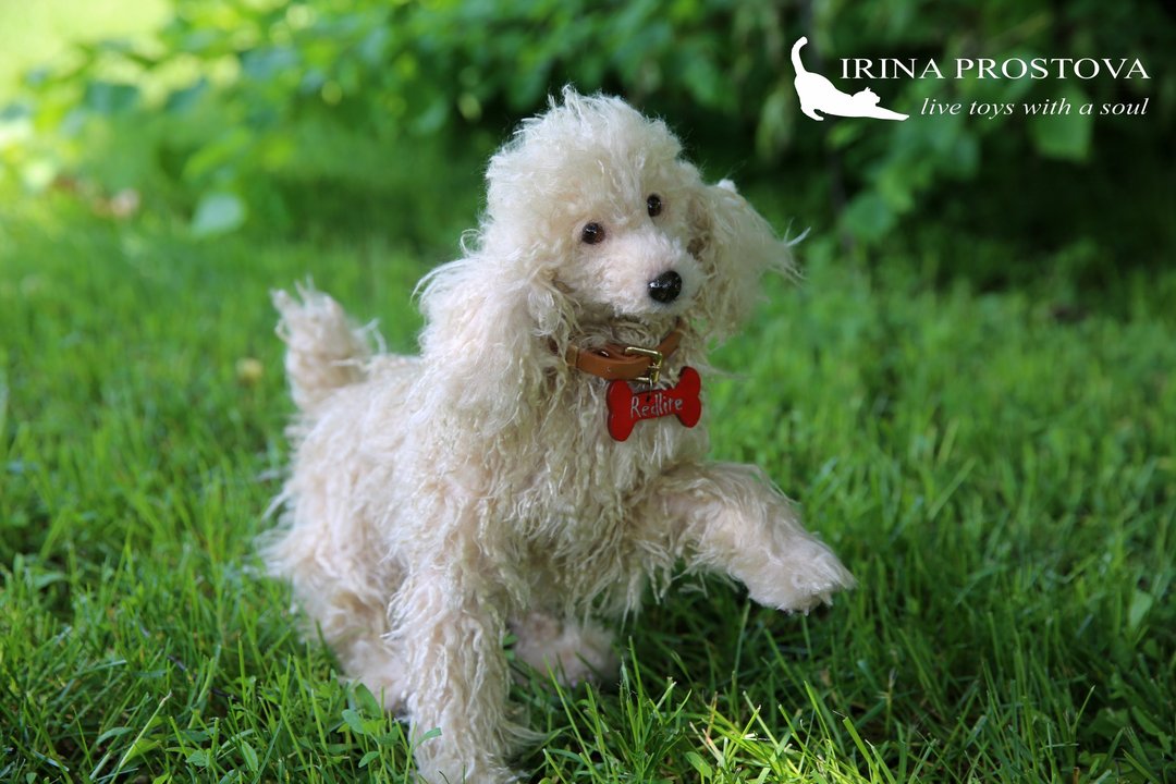 Poodle realistic plush toy - 玩偶/公仔 - 其他材质 白色