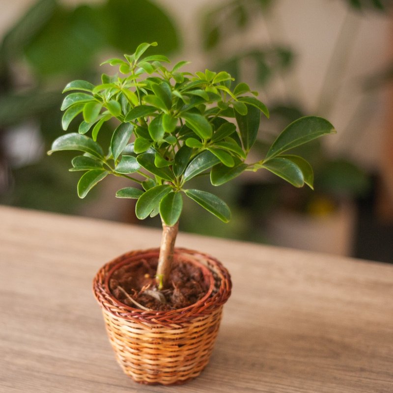 【人气】鹅掌藤盆栽 - 植栽/盆栽 - 植物．花 绿色