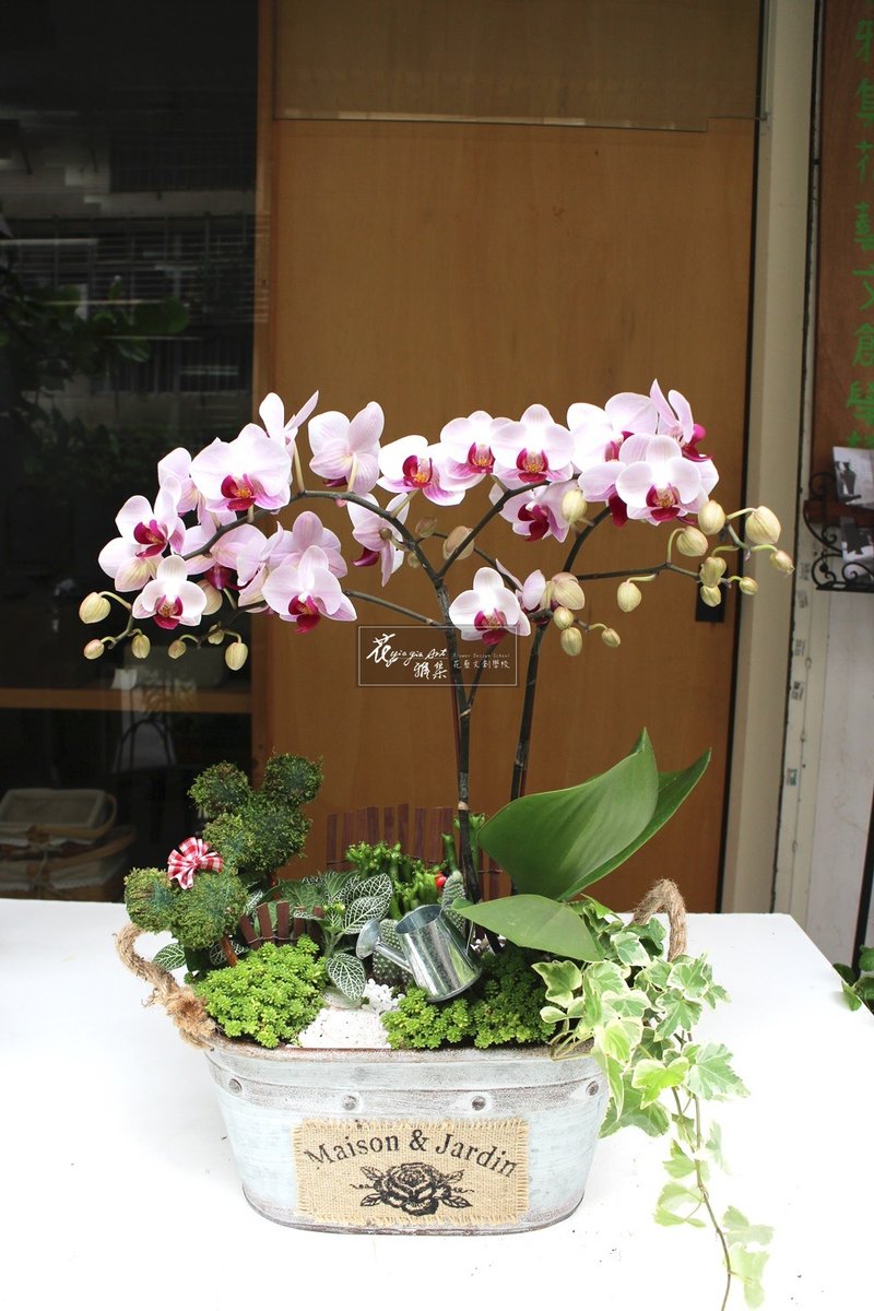 童趣花园 - 植栽/盆栽 - 植物．花 绿色