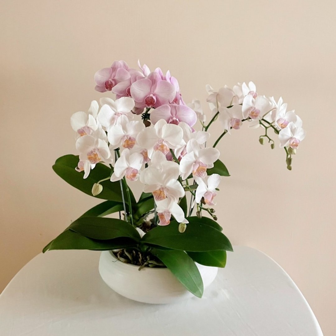 兰花钵盆-白瓷款【限店面自取/台北市亲送】 - 植栽/盆栽 - 植物．花 粉红色
